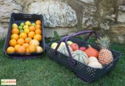 Paniers De Récolte Kajo 20L – 58 X 38 X 15 Cm (lot De 2) -Solid || Axi || EXIT TOYS Soldes Boutique panier recolte kajo 20 prune