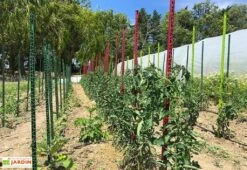 Tuteur Avec Attaches Mikado Cerise 150 Cm (Lot De 6) -Solid || Axi || EXIT TOYS Soldes Boutique tuteurs tomates colores plastique 150cm 3